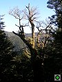 thn_NZ leden-unor 2006 215.jpg